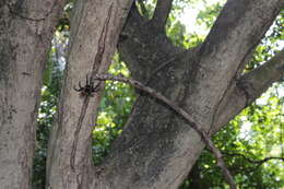 Image of Bahia Scarlet Tarantula