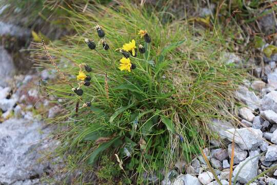 صورة Crepis jacquinii subsp. jacquinii