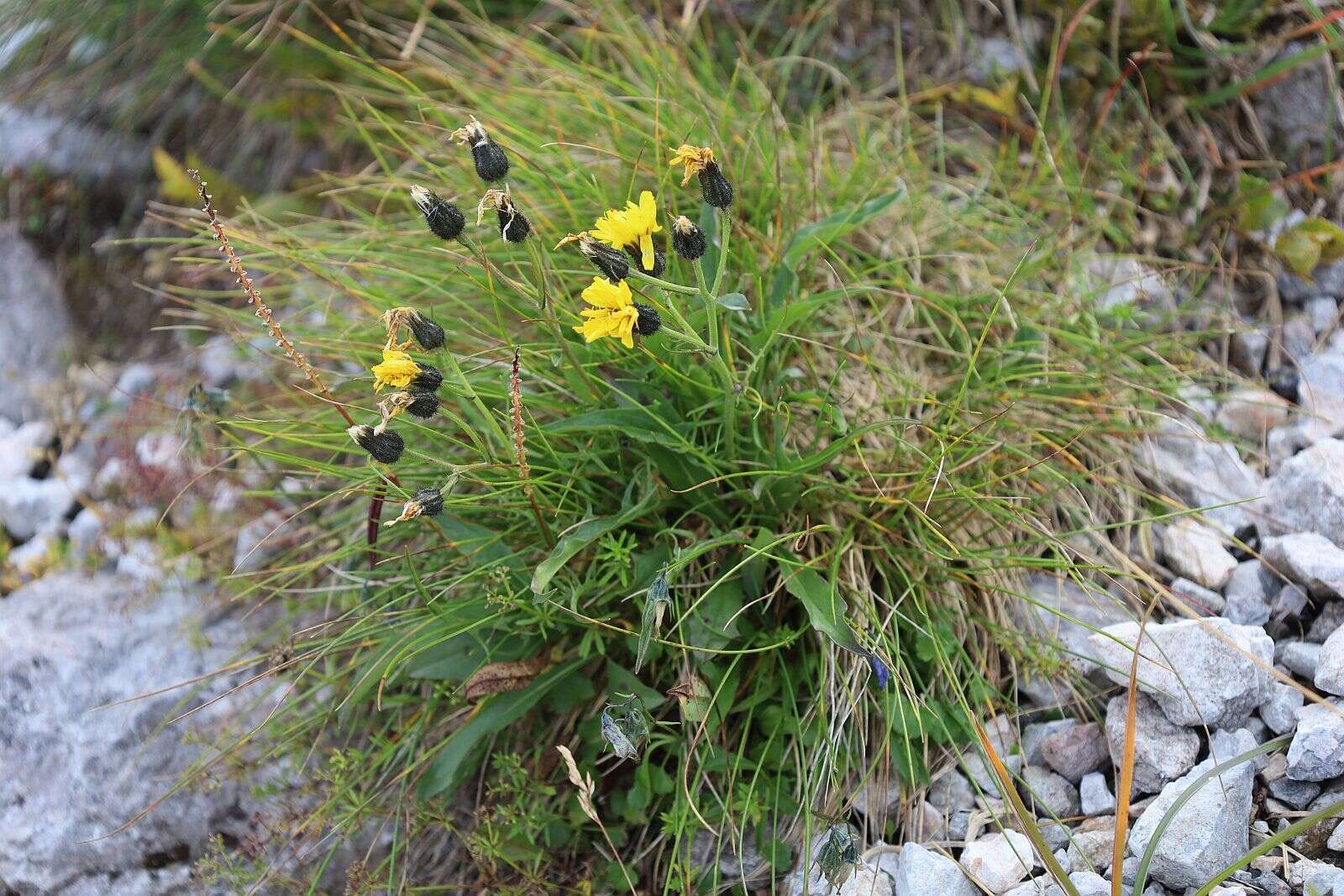 Image of Crepis jacquinii subsp. jacquinii