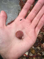 Image of Pacific pink scallop