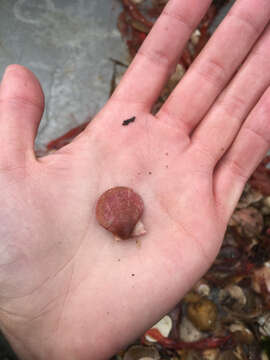 Image of Pacific pink scallop