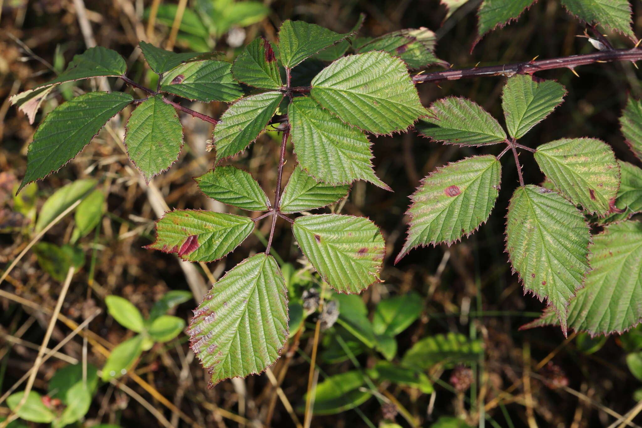 Image of Rubus nemoralis P. J. Müll.