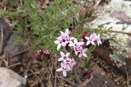 Image of Stevia satureifolia (Lam.) Lam.