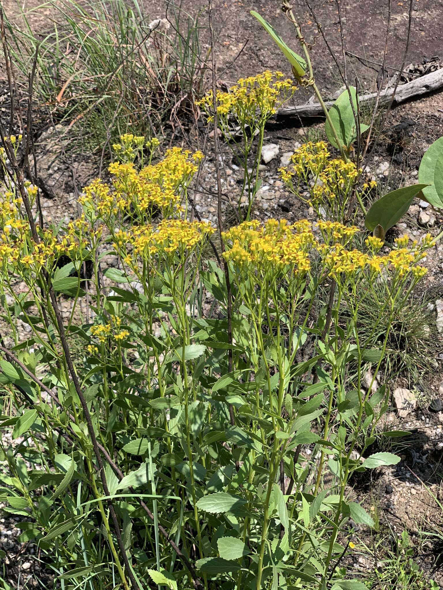 Plancia ëd Senecio microglossus DC.