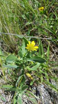 Image of Sea Oxeye