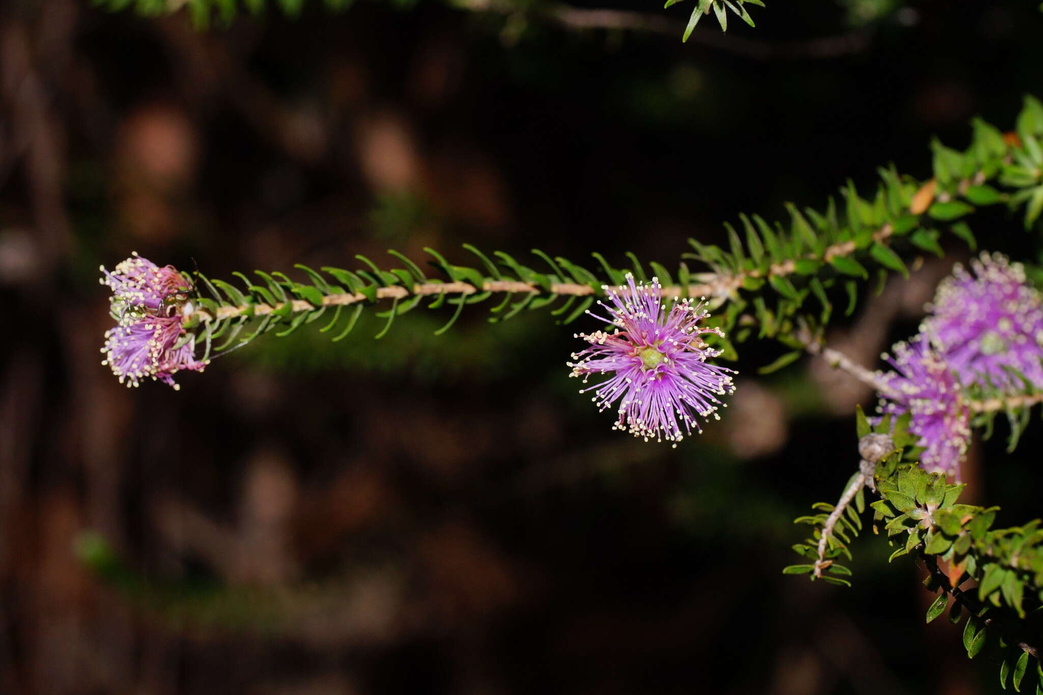 Imagem de Melaleuca squamea Labill.