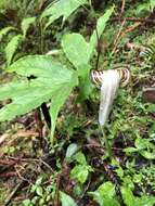 Image of Arisaema thunbergii subsp. autumnale J. C. Wang, J. Murata & H. Ohashi