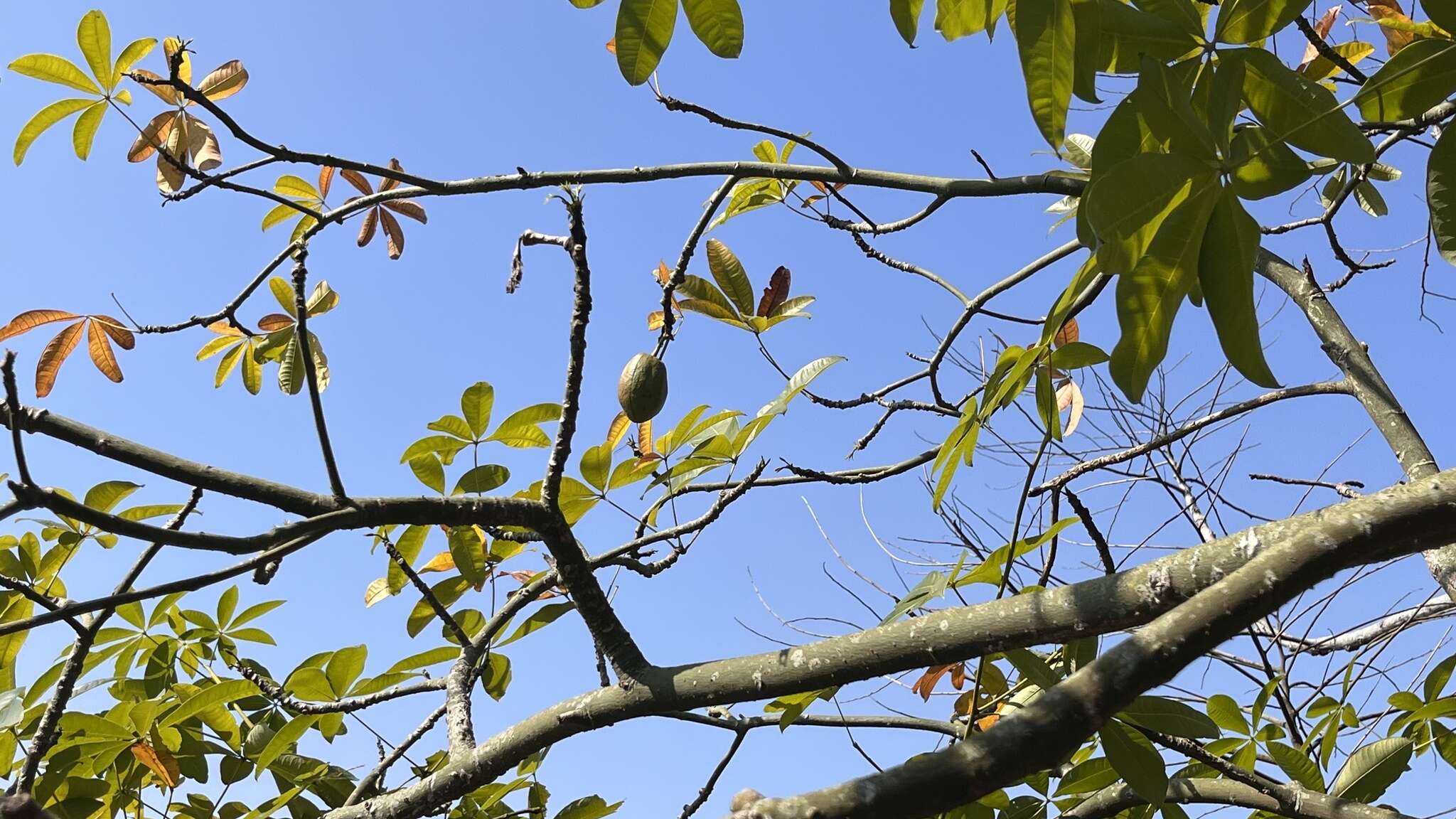 Imagem de Pachira glabra Pasq.