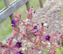 Anchusa hybrida Ten.的圖片