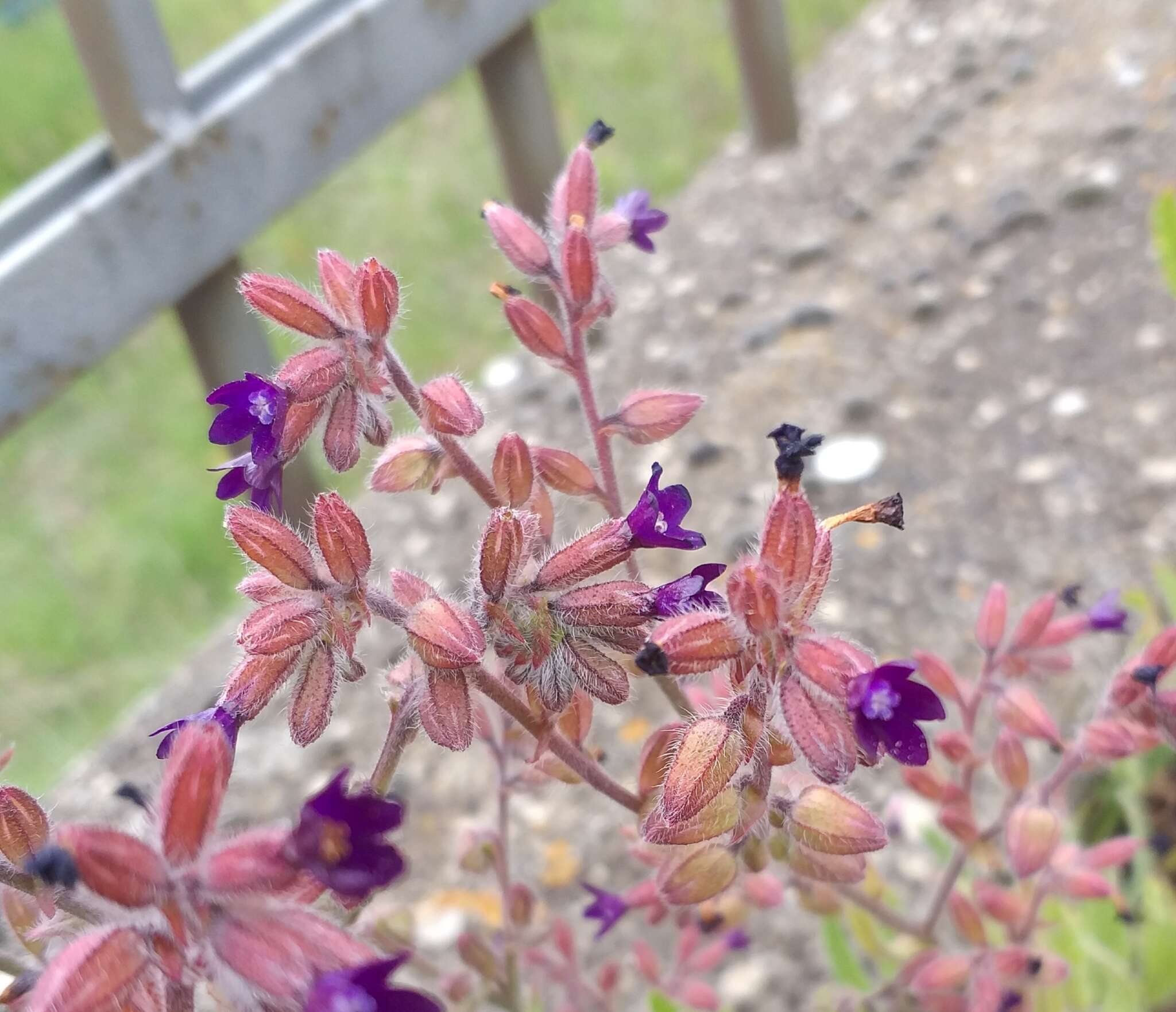 Anchusa hybrida Ten.的圖片