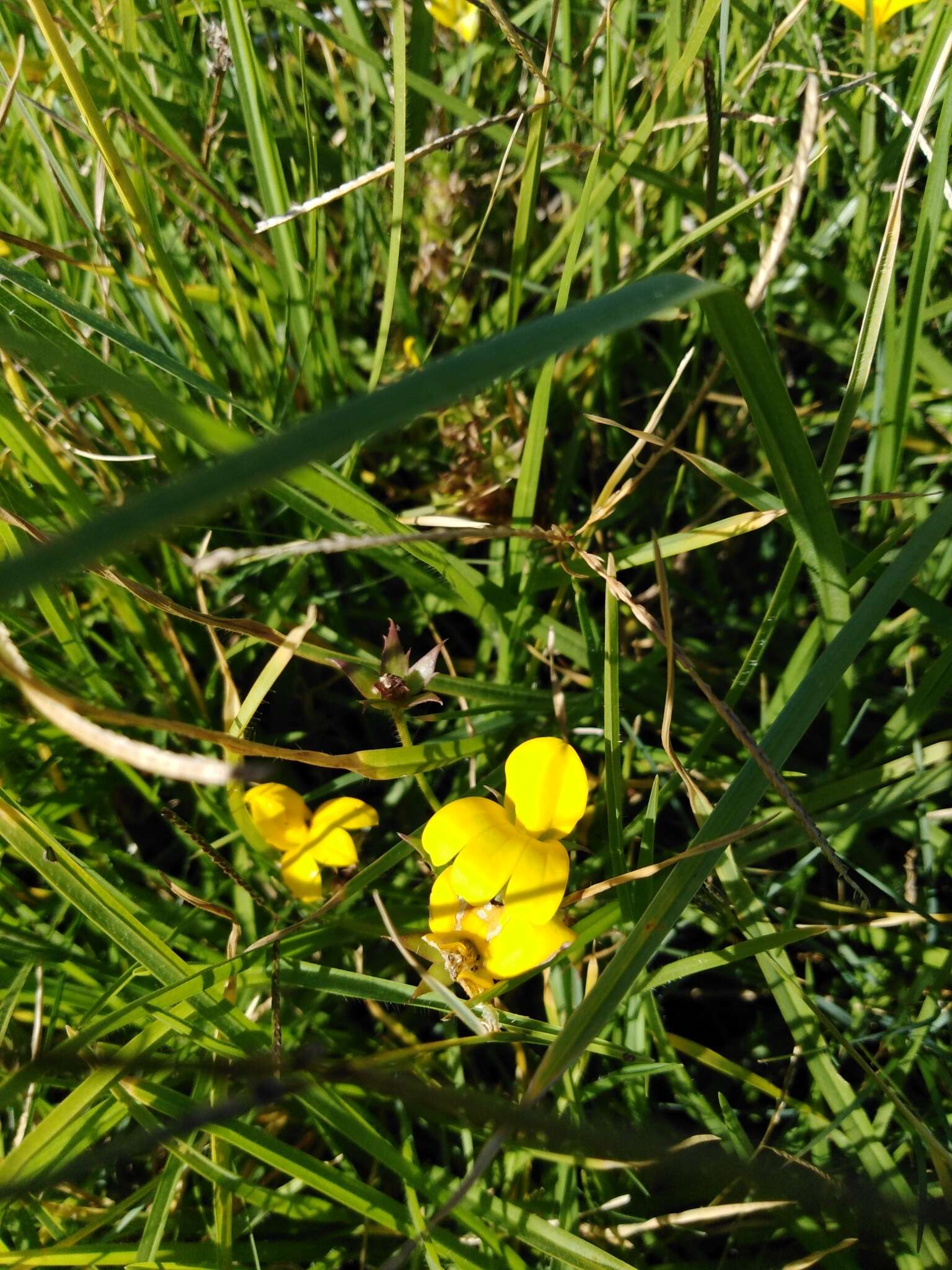 Image of Monopsis lutea (L.) Urb.