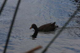 Gallinula tenebrosa tenebrosa Gould 1846 resmi