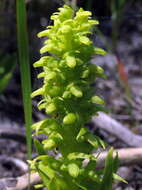 Disa cylindrica (Thunb.) Sw. resmi