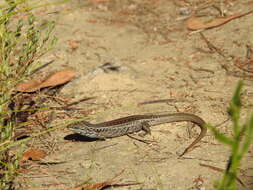 Image of White's Rock-skink