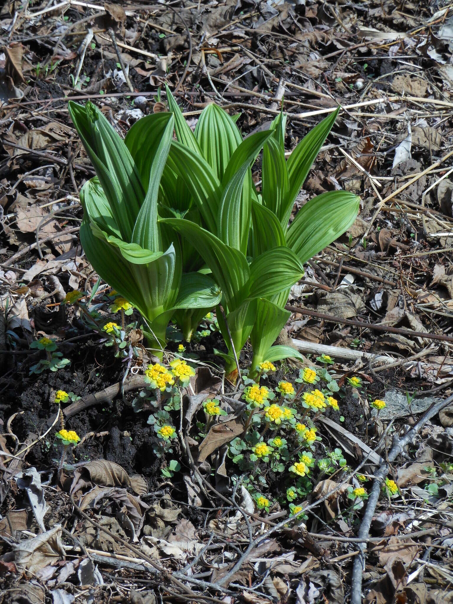 Image of Veratrum dahuricum (Turcz.) O. Loes.