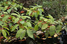 Image of sarvis holly