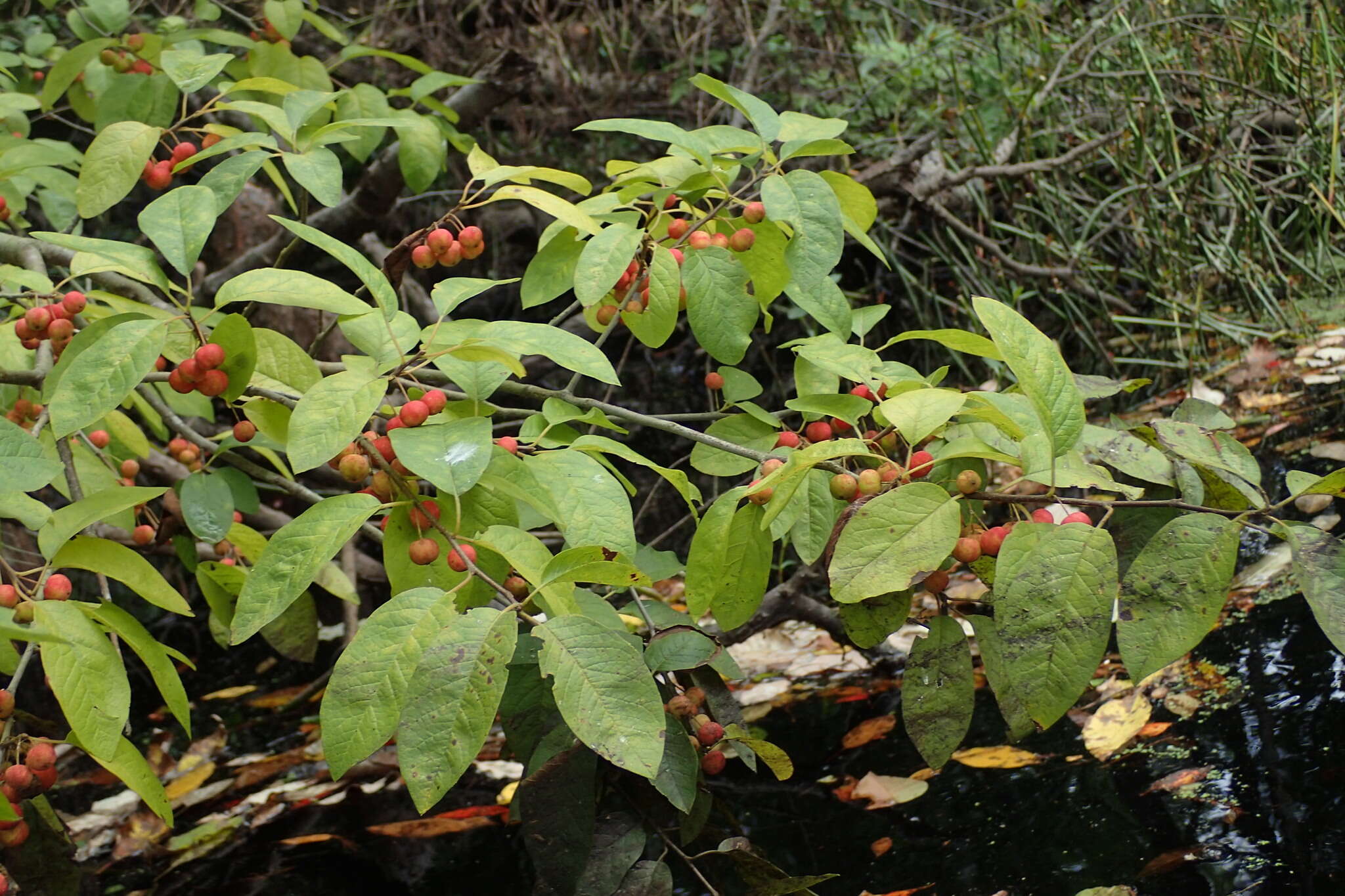 Imagem de Ilex amelanchier M. A. Curt. ex Chapm.