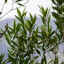 Image of Olea lancea Lam.