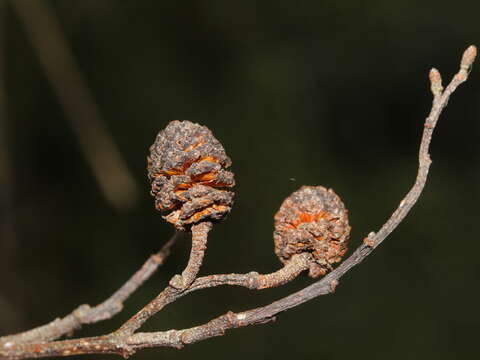 Imagem de Alnus formosana (Burkill) Makino