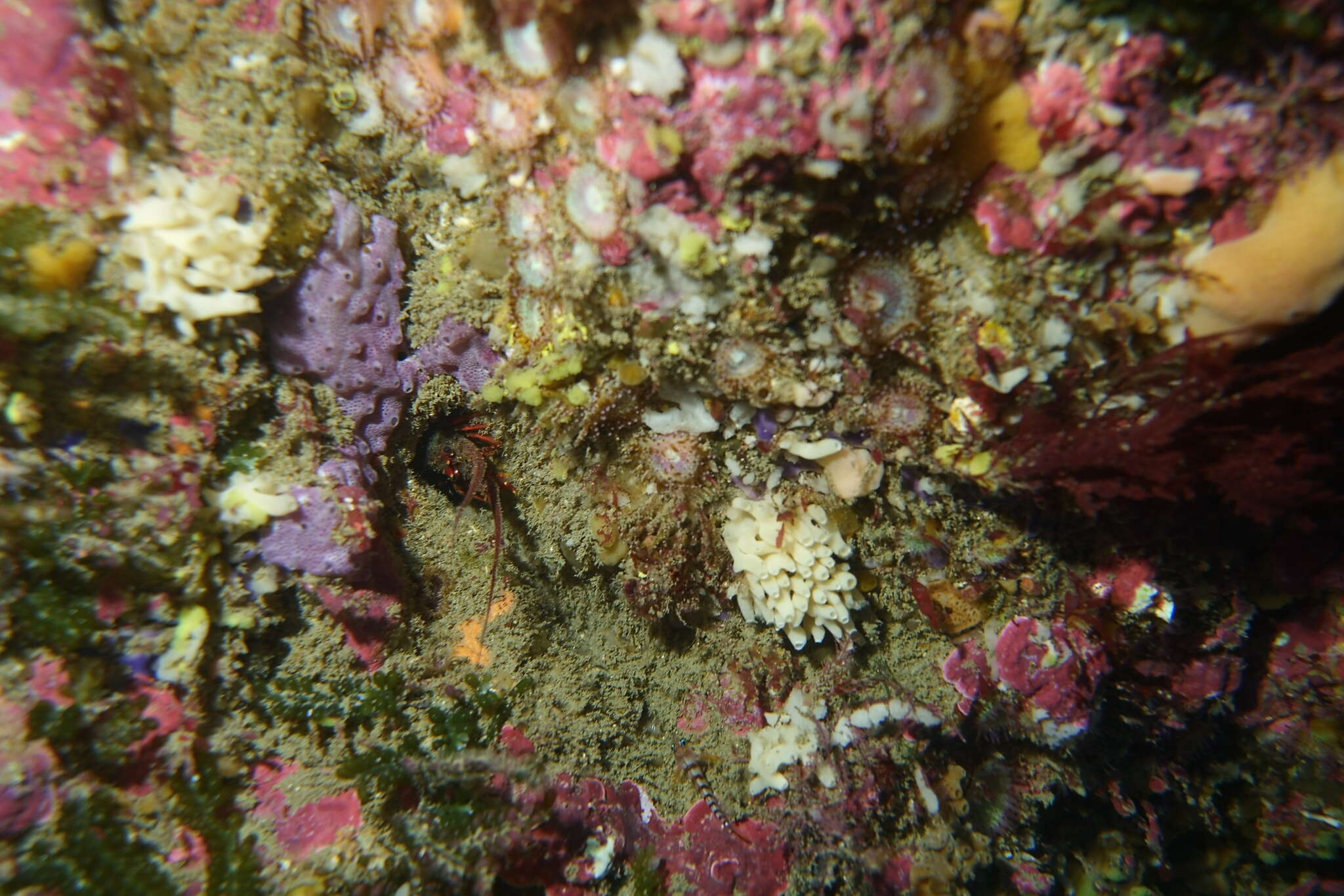 Image of Red Rock Lobster