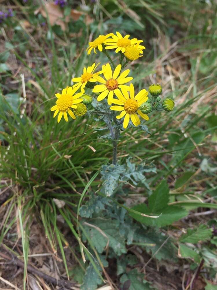 Plancia ëd Senecio squalidus subsp. rupestris (Waldst. & Kit.) Greuter