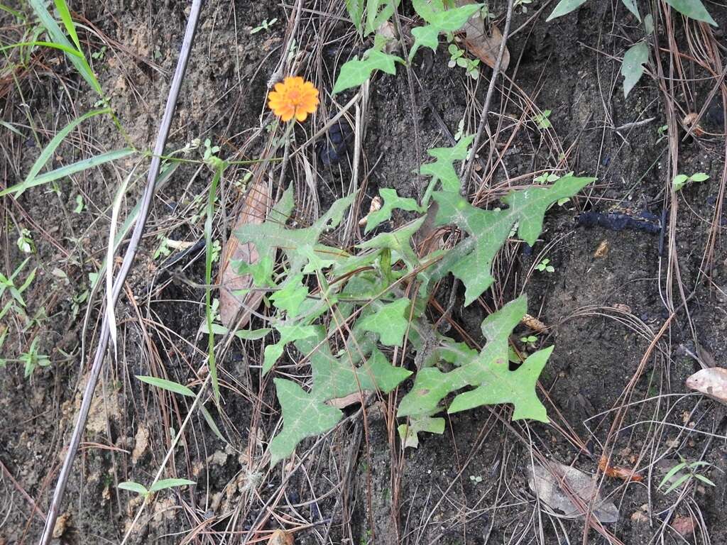 Image of Smallanthus oaxacanus (Sch. Bip. ex Klatt) H. Rob.