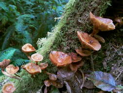 صورة Armillaria nabsnona T. J. Volk & Burds. 1996