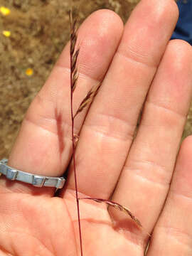 Image of small fescue