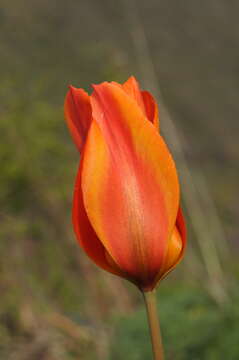 Image of Tulipa ostrowskiana Regel