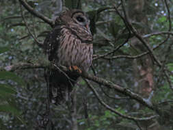 Image of Fulvous Owl