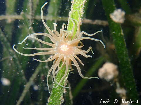 Image of grass crack anemone