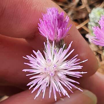 Carduus spachianus Dur.的圖片