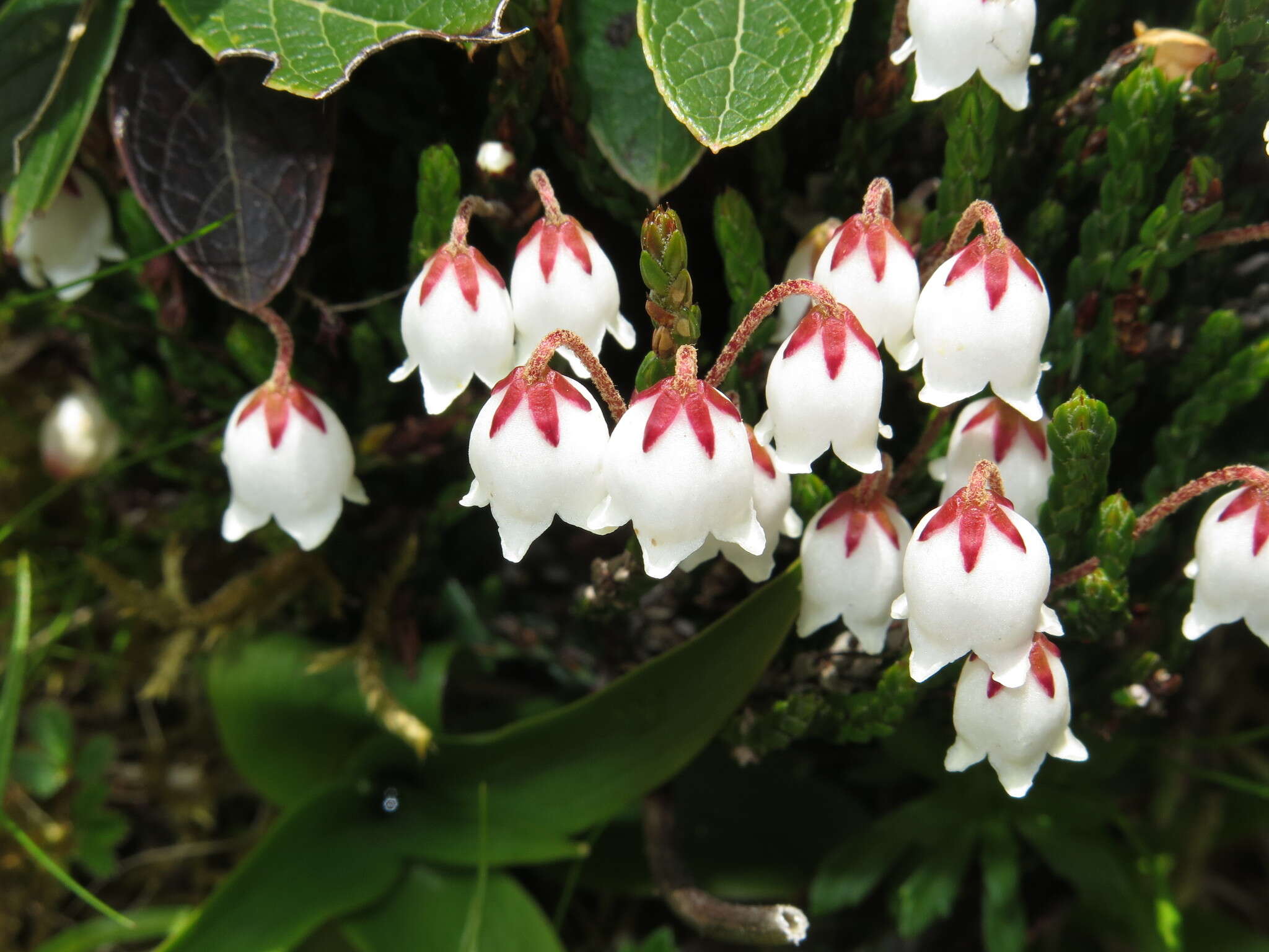 Image de Cassiope selaginoides Hook. fil. & Thomson