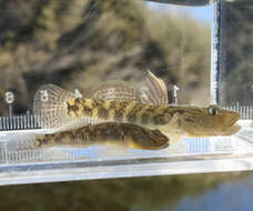 Image of Rhinogobius nagoyae Jordan & Seale 1906