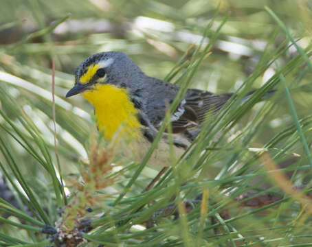 Image of Grace's Warbler