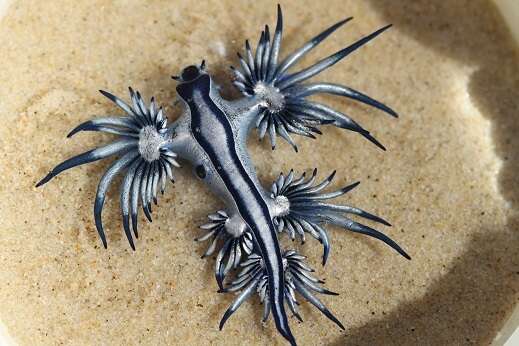大西洋海神海蛞蝓的图像