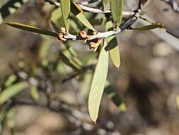 Sivun Acacia oswaldii F. Muell. kuva