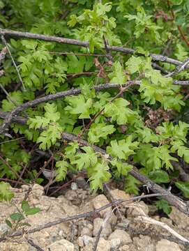 Image of Oregon white oak