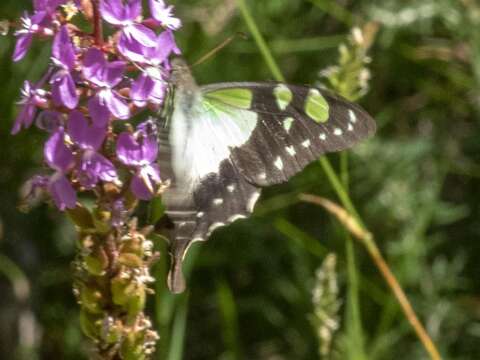 Слика од Graphium macleayanus (Leach 1814)