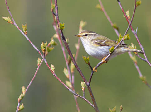 Image of Yellow-browed Warbler