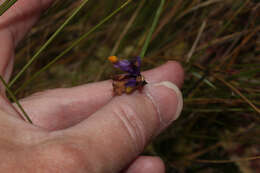 Image of Burmannia stuebelii Hieron. & Schltr.