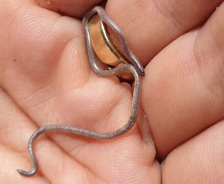 Image of Western Thread Snake