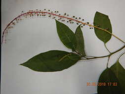 Image of Venezuelan pokeweed