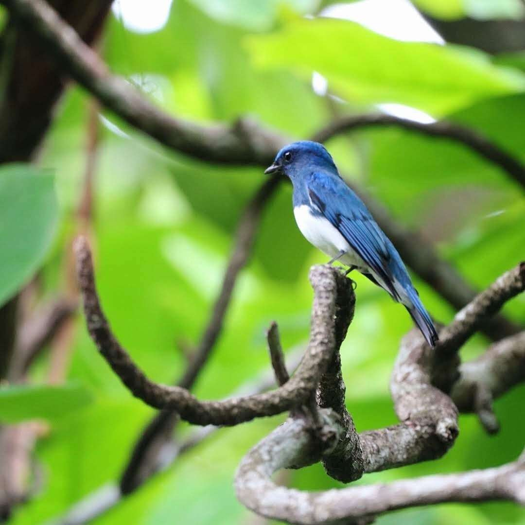 Image of Zappey's Flycatcher