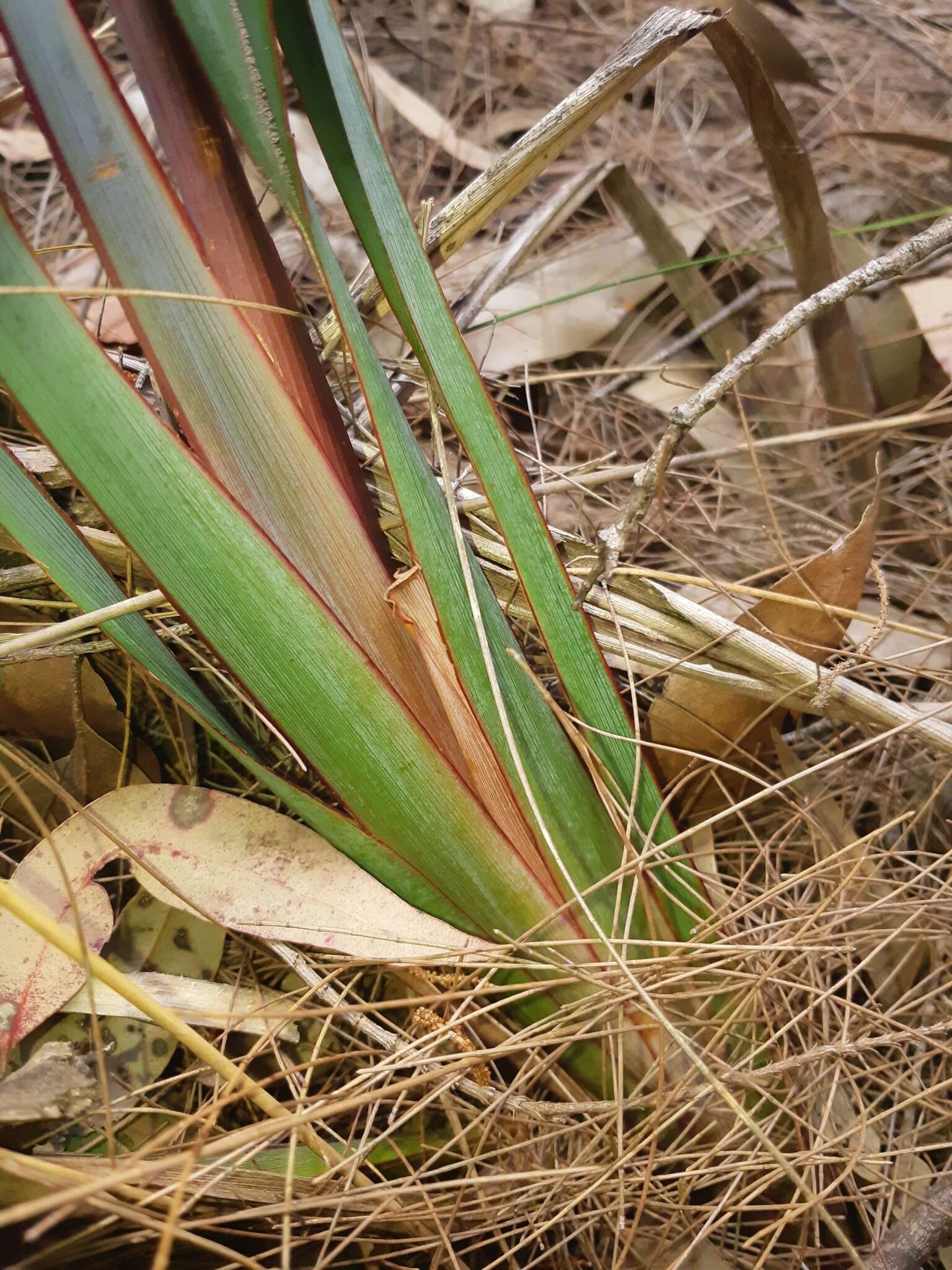 Image of Dianella prunina R. J. F. Hend.