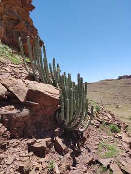 Image of Euphorbia avasmontana Dinter