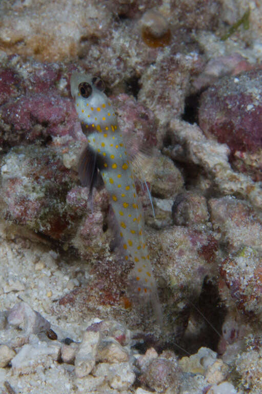 Image of Spotted prawn goby