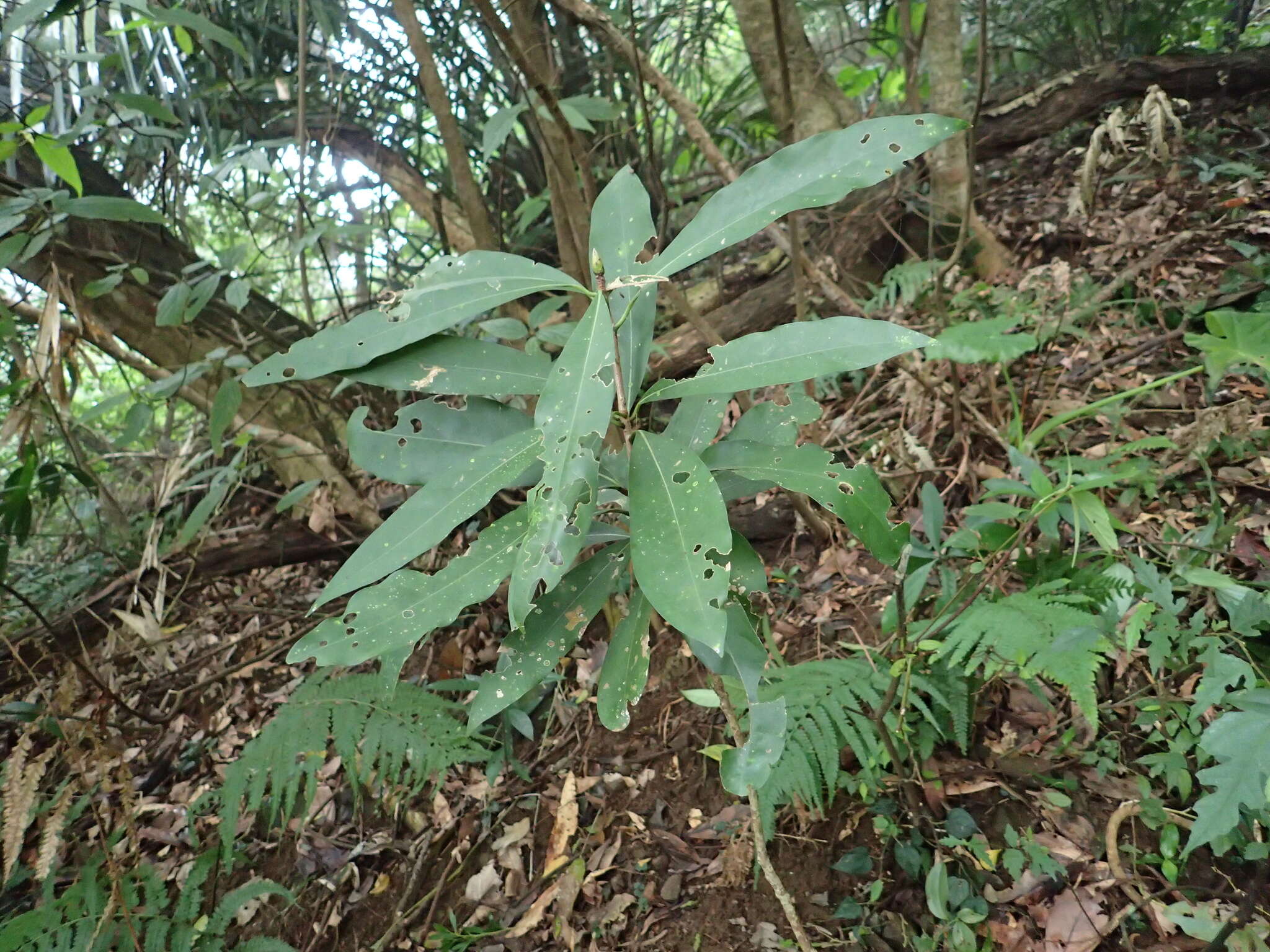 Image of Machilus japonica Sieb. & Zucc.