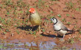 صورة Stizoptera bichenovii annulosa (Gould 1840)