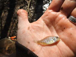 Image of Orangespotted Sunfish